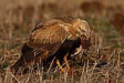 Kızıl şahin / Buteo rufinus / Long-legged buzzard